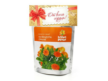 ��������� �����, ����	113	���