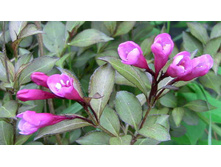 ������ �������. ������� ��������*