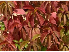 �������� ������� +24�