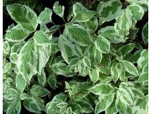 ����� ����� �������������*