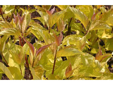 ����� �����*