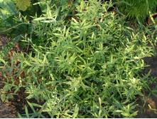 ��������� �������� +