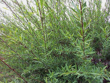 ��������� ����+)