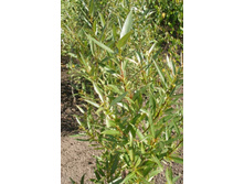 ���������� ������+)