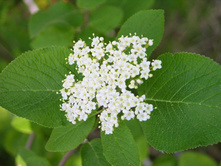 ������ ���������*