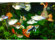 ����� �������