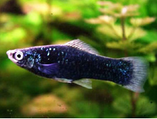 ��������� ������