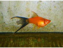 ��������� ��������� \"�������\"