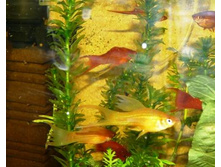 ��������� ����������