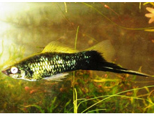 ��������� �����-�������