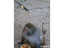 � ��������� ���������