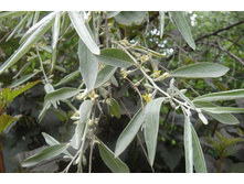 ��� �����������