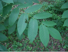 ���� ������