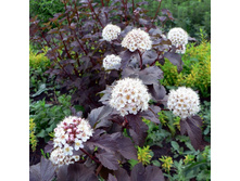 ������������� ������*