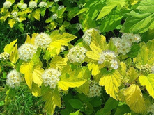 ������������� ������*