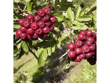 ������ �����