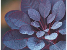 ������� ���������� ���� �����*