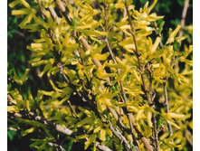 ���������*