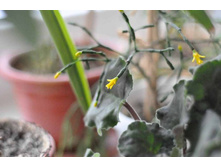 \"������ �����\" ��������