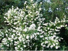 ������� (3�)