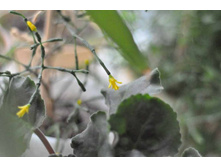 ������ �����