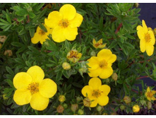 ���. ����. ���������� *