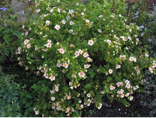 �������� ���� ����*