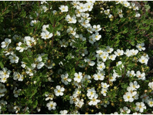 �������� ���������*