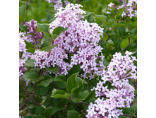 �������(������)