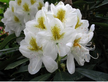 ������������ �����+