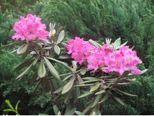 �������+