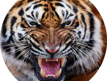 �������� �� �������� ������, ���� 650���.