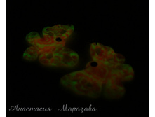 ������ \"��������� �������\"