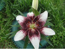 ����� �������� 