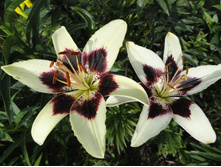 ����� �������� �����