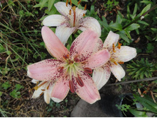 ����� ����������� ����