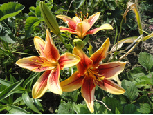 ���� �����