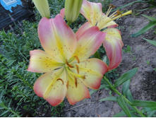 �������� ���� 1.JPG