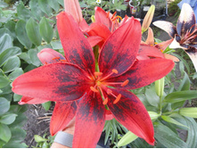 ����� .JPG