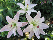 ������ ����.JPG