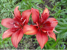 ��� ����