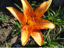 ����� ���� ����