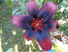 ����� ���.JPG