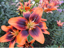 �� ��� .JPG