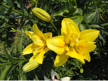 ���� ������� .JPG