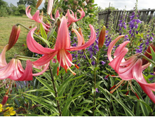 ������� �����