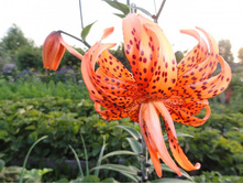 ����� �����