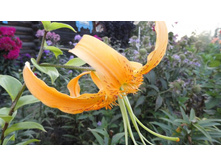 ����� �����