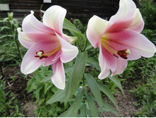 ����� ������� ����.