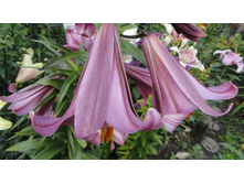 ����� ���� ��������